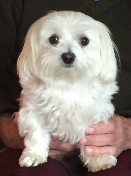 What dog breed is this please?