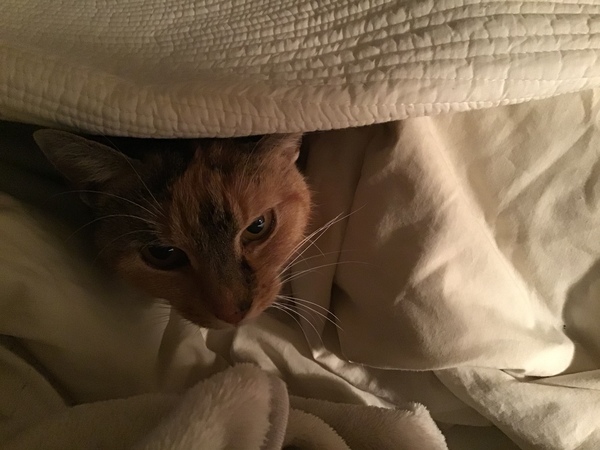 Westminstenders: Brexit means Brexit. A definition.