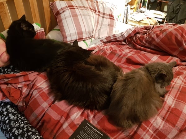 What's your DCat up to today? (Thread 7!)