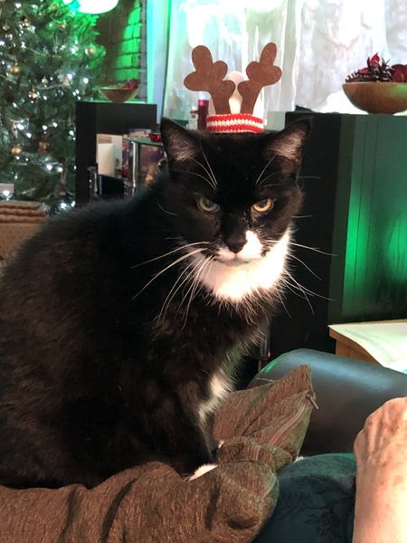 Cat in a festive hat