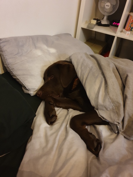 Does your dog sleep on your bed?