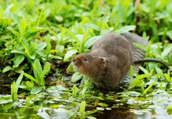 Mouse or rat? Pic included