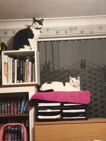 Westminstenders: Social Conservativism