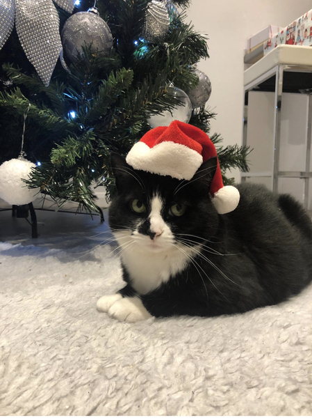 Cat in a festive hat