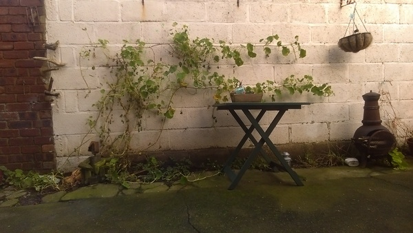 Plants for shady gardens
