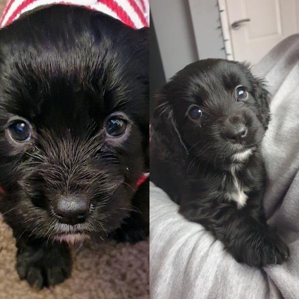 Best harness for tiny puppy