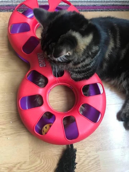 Cat chat - The Ollie and Paws show, with extra Little K drama