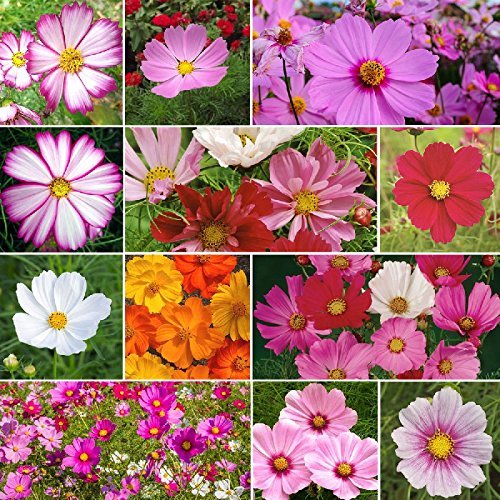 Ideas for quick growing splashy perennials