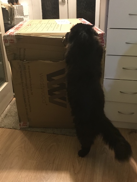 Cat chat - The Ollie and Paws show, with extra Little K drama