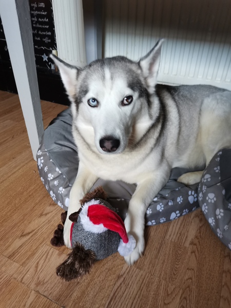 Anyone got a festive doggy to show off!