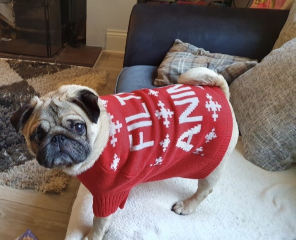 Anyone got a festive doggy to show off!