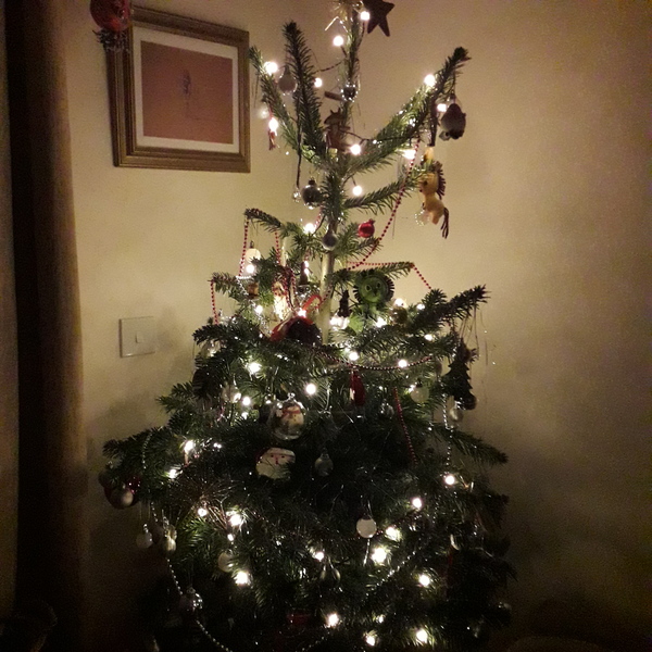 Show me your tree!