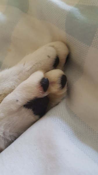 I find the paws of black and white cats, fascinating...