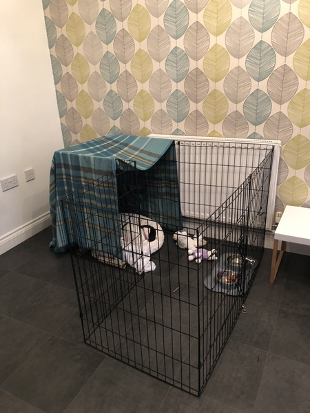 Puppy Support Group 2