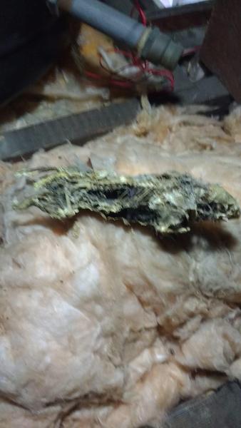 **not for the squeamish ** what animal is this the skeleton of?