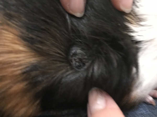 What’s this on my guinea pig?