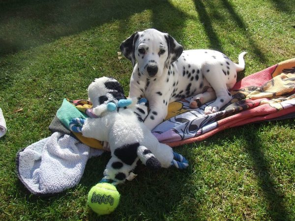 What did your dog do as a puppy that drove you mad but they grew out of?