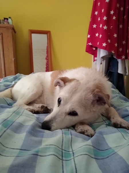 Does your dog sleep on your bed?