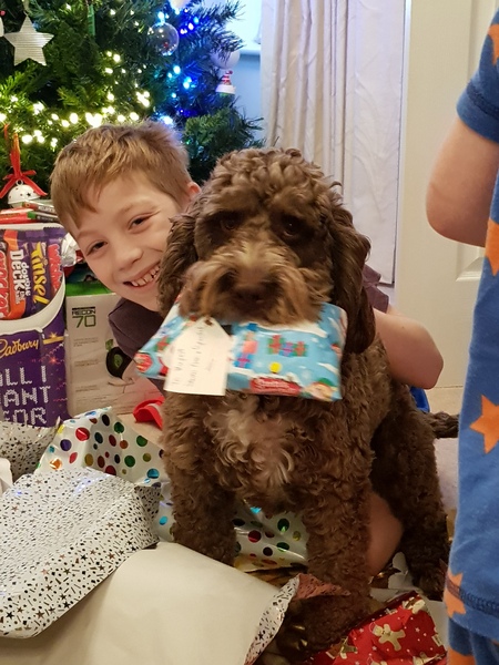 Anyone got a festive doggy to show off!