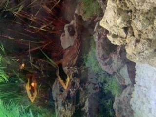 Is my Platy fish pregnant?