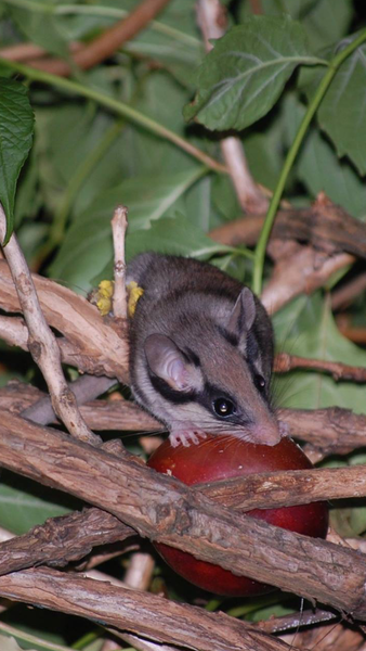 Mouse or rat? Pic included