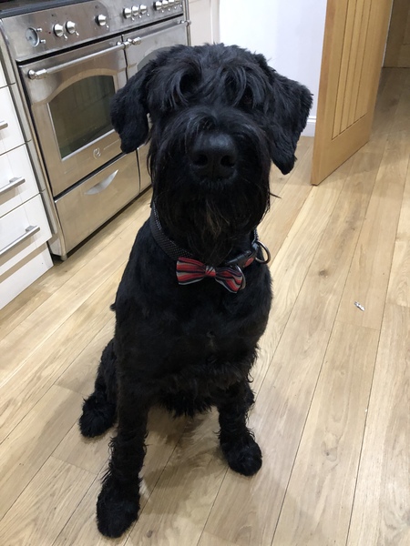 My dog is best dog