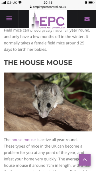 Mouse or rat? Pic included