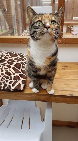 Westminsterenders: Talent or Colour