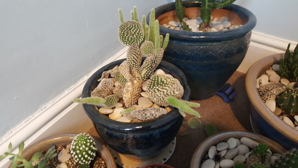 Cactus pads falling off.  Looks a bit like an opuntia type