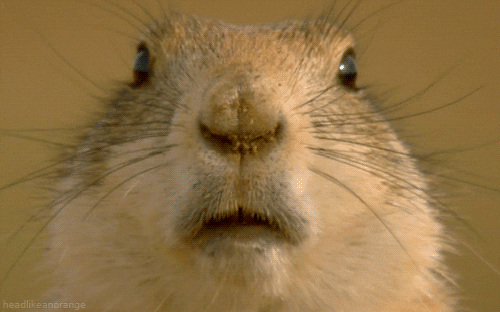 Mouse or rat? Pic included