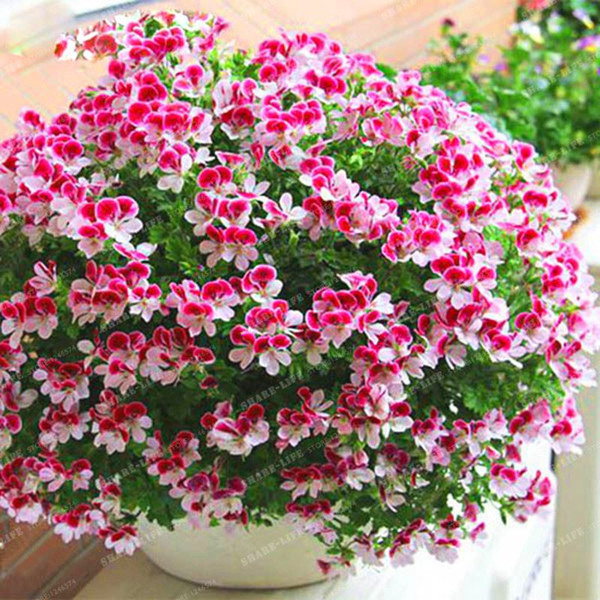 Ideas for quick growing splashy perennials