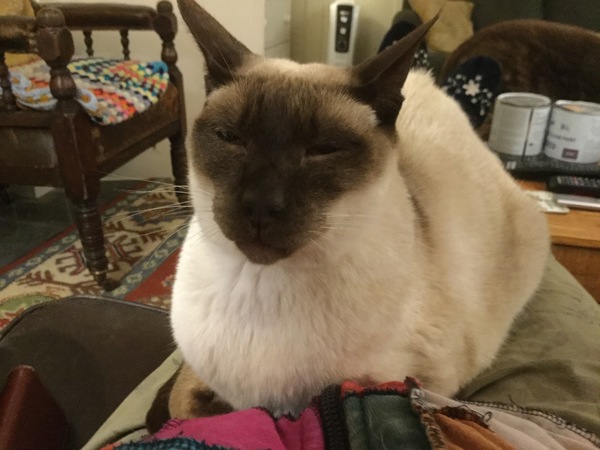 Westminstenders: Election Special