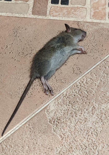 Mouse or rat? Pic included