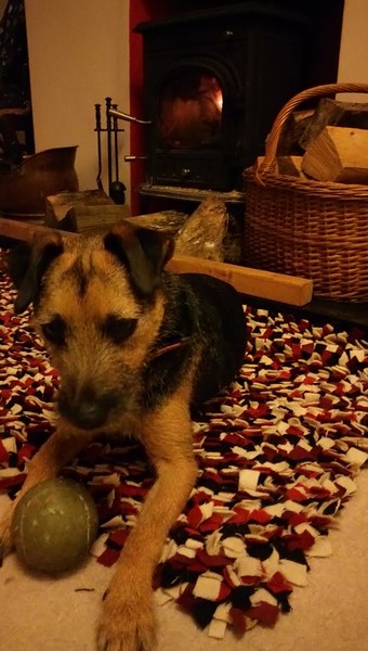 Anyone got a festive doggy to show off!