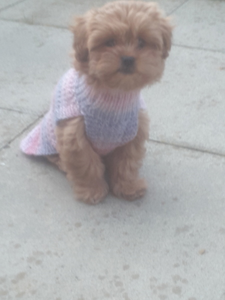 What did your dog do as a puppy that drove you mad but they grew out of?