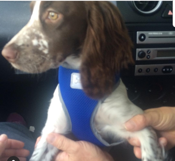 Best harness for tiny puppy