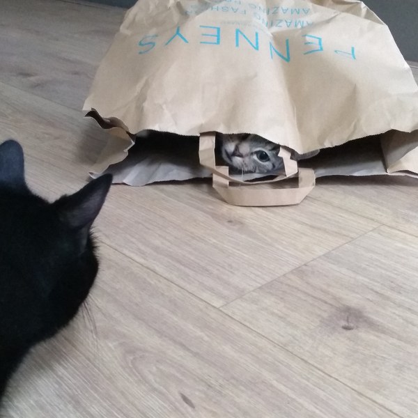 What inanimate objects bring your cat joy?