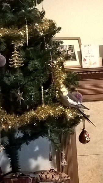 Anyone got a festive doggy to show off!