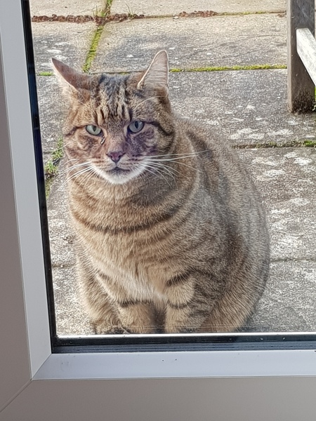 Next door's -thug- cat