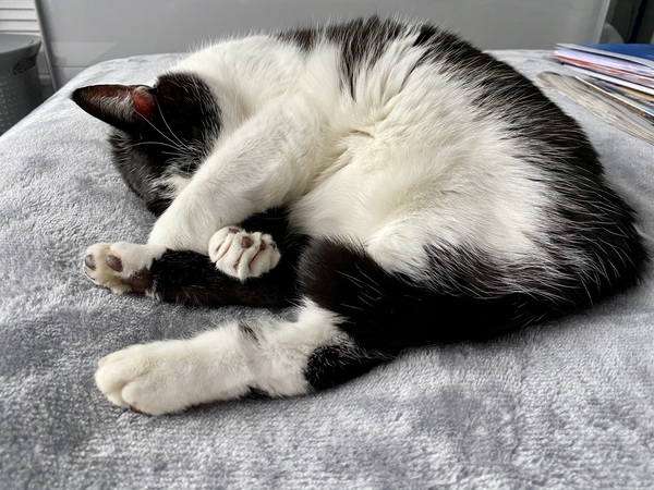 I am thinking a festive toe bean thread??