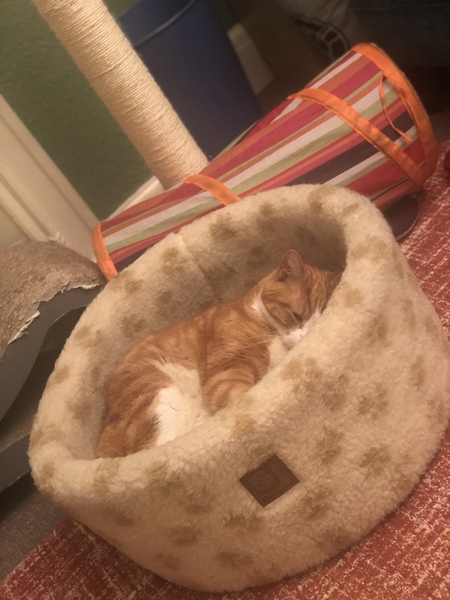 What's your DCat up to today? (Thread 7!)