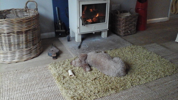 How does your dog spend Christmas eve and Christmas day?