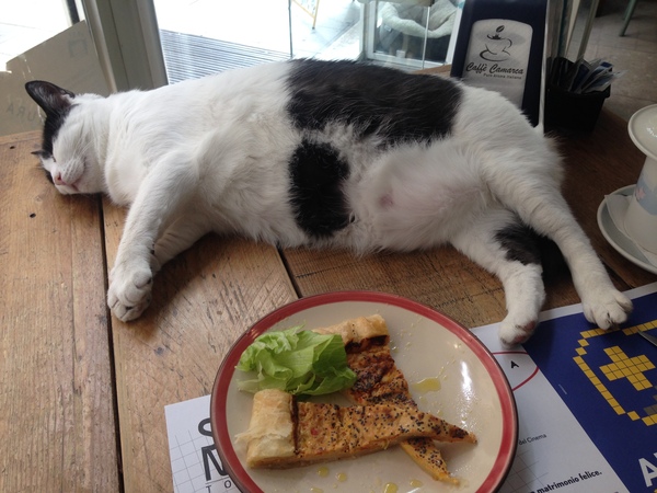 Cat Cafe (Ambleside, Cumbria)