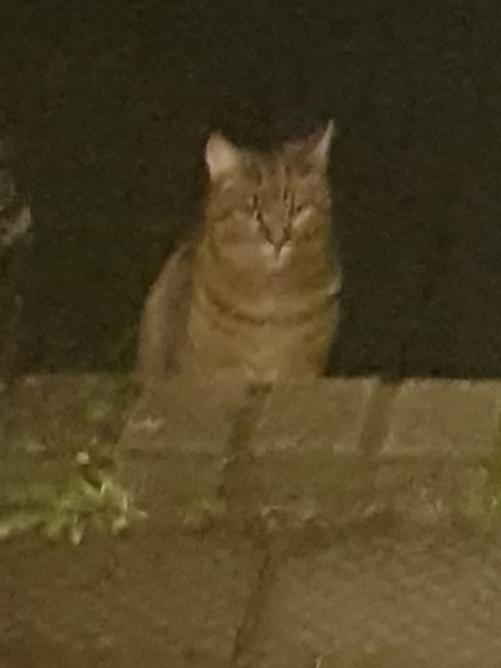 Thug Cat part 2. What, has this thing appeared again tonight?