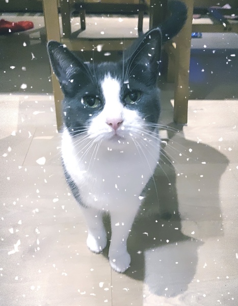 Cat in a festive hat