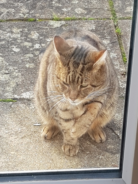 Thug Cat part 2. What, has this thing appeared again tonight?