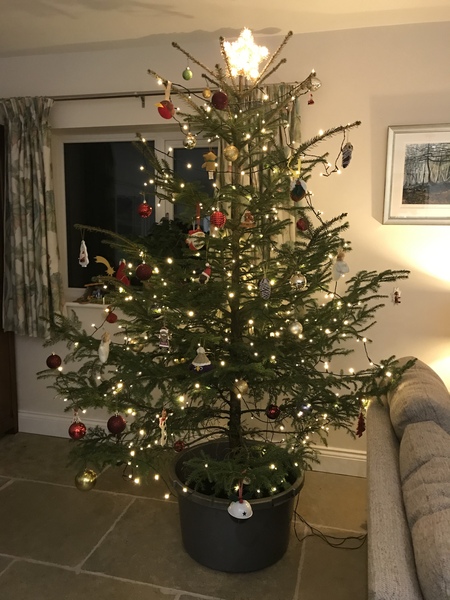 Where do you buy your real tree from? And how long does it last?