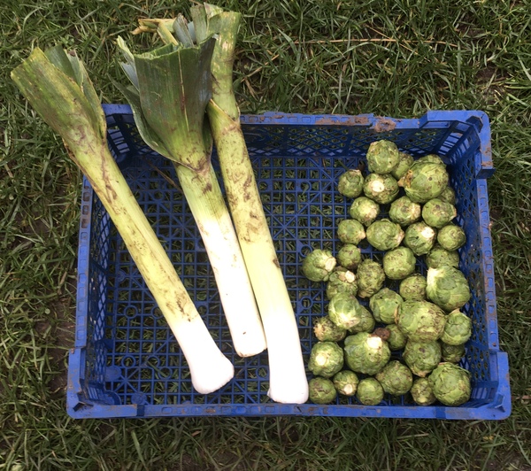 Allotment/Veg Patch Thread 14 ! growing into summer