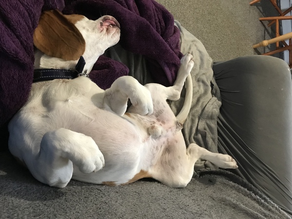 Does your dog sleep on your bed?