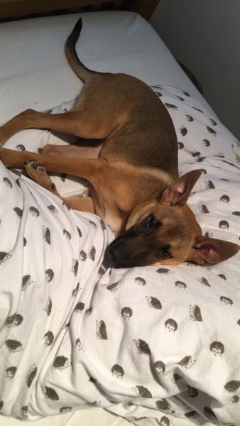 Does your dog sleep on your bed?